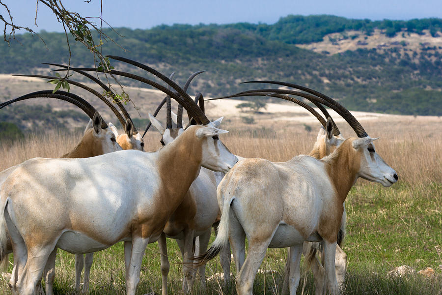 Scimitar-horned Oryx Photograph by Ed Gleichman