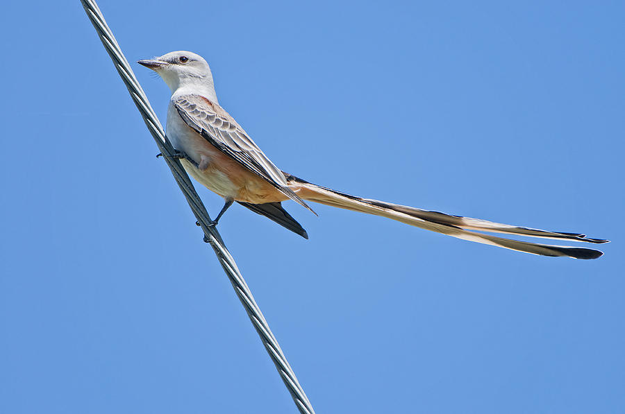 Flycatcher Photograph - Scissor-tailed Flycatcher by Bonnie Barry