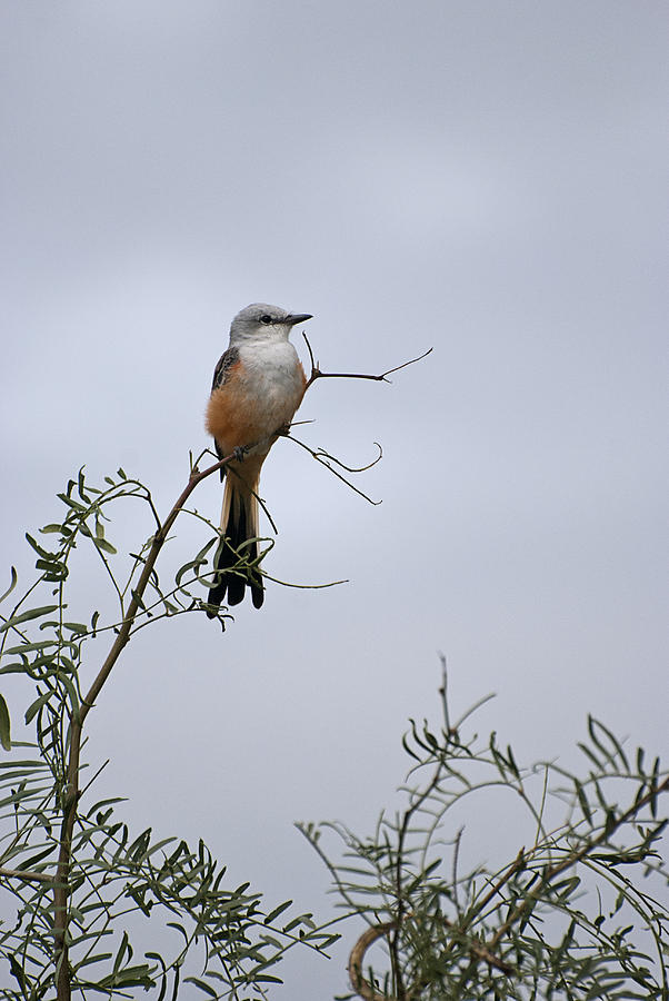 Nature Photograph - Scissor Tailed Flycatcher by Melany Sarafis