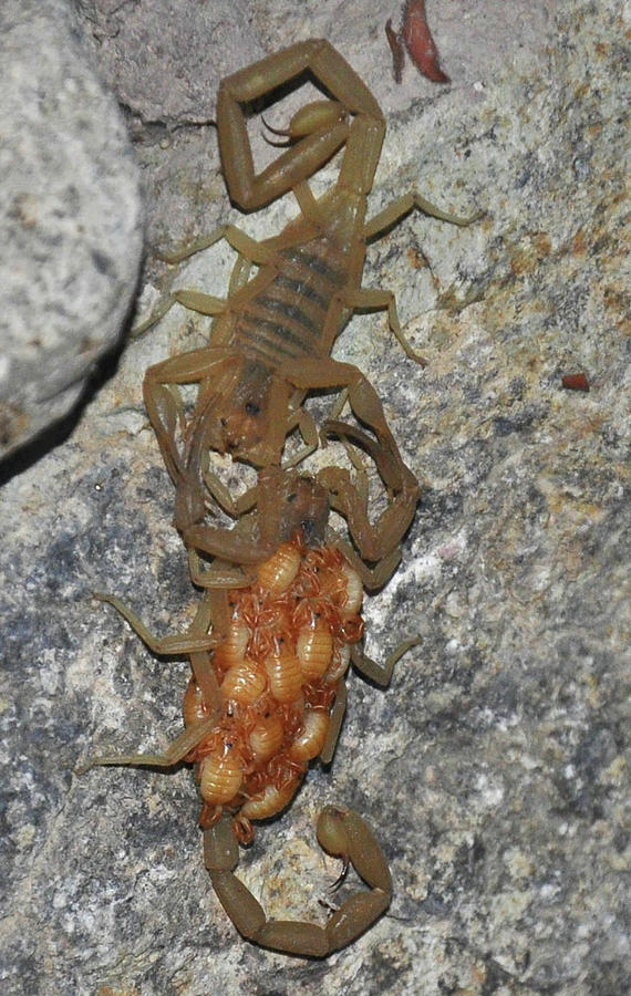 Scorpion Family Photograph by A Parker