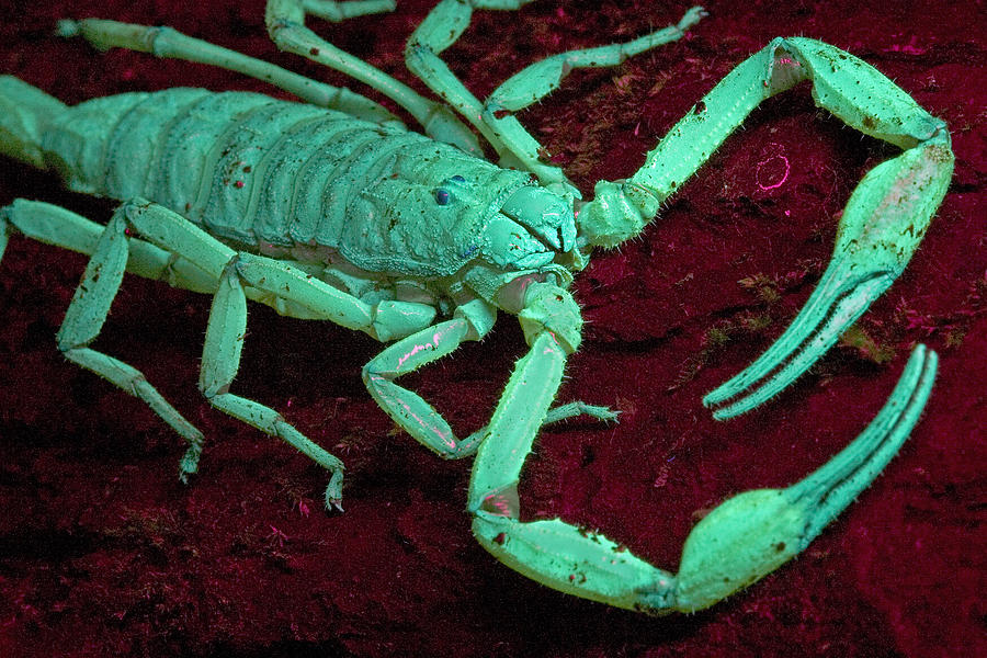 Animal Photograph - Scorpion Glows In Uv Light Costa Rica by Piotr Naskrecki