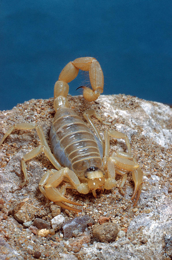Scorpion Photograph by Nature Source