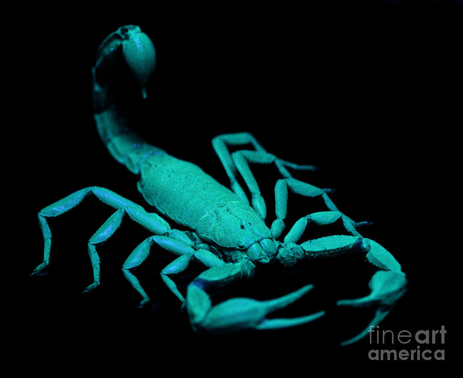 Scorpion On Ultraviolet Light Photograph by Raul Gonzalez Perez