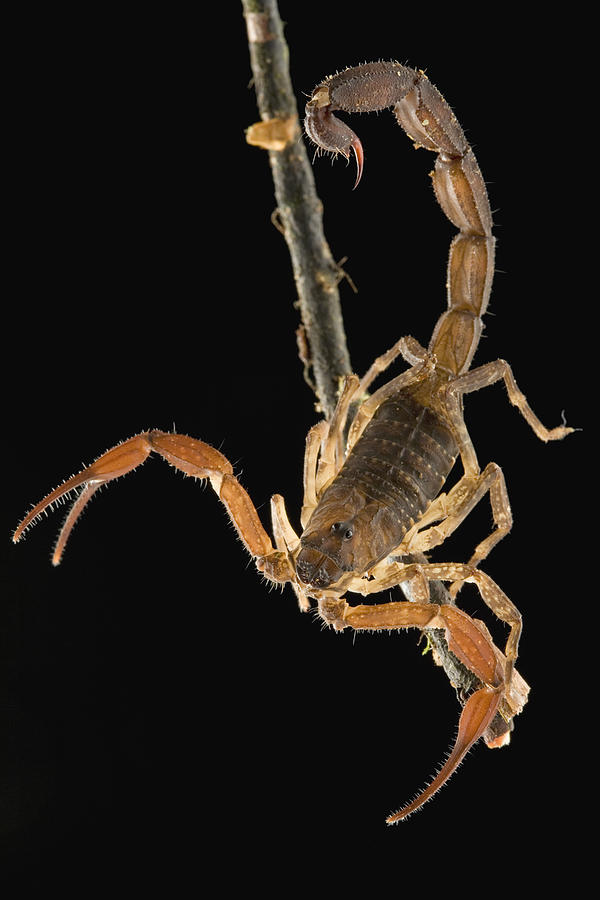 Scorpion Showing Stinger And Claws Photograph by Piotr Naskrecki