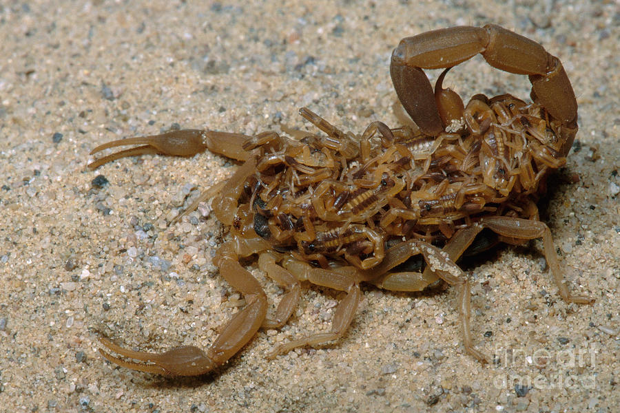 Scorpions Photograph - Scorpion With Young by Dante Fenolio