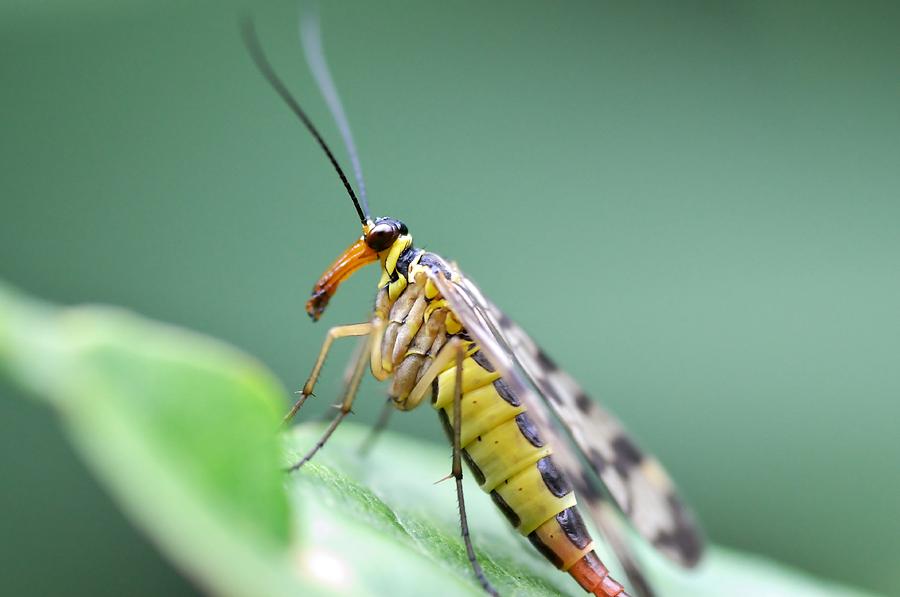 Scorpionfly Photograph by Marian Heddesheimer - Fine Art America