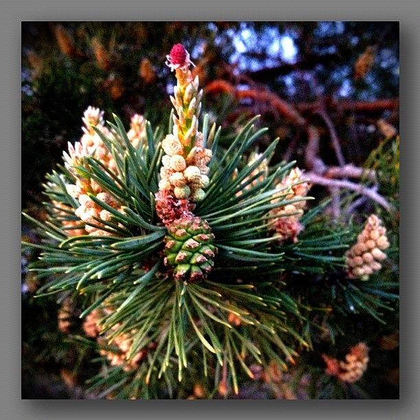 Tree Photograph - Scotch Pine by Paul Cutright