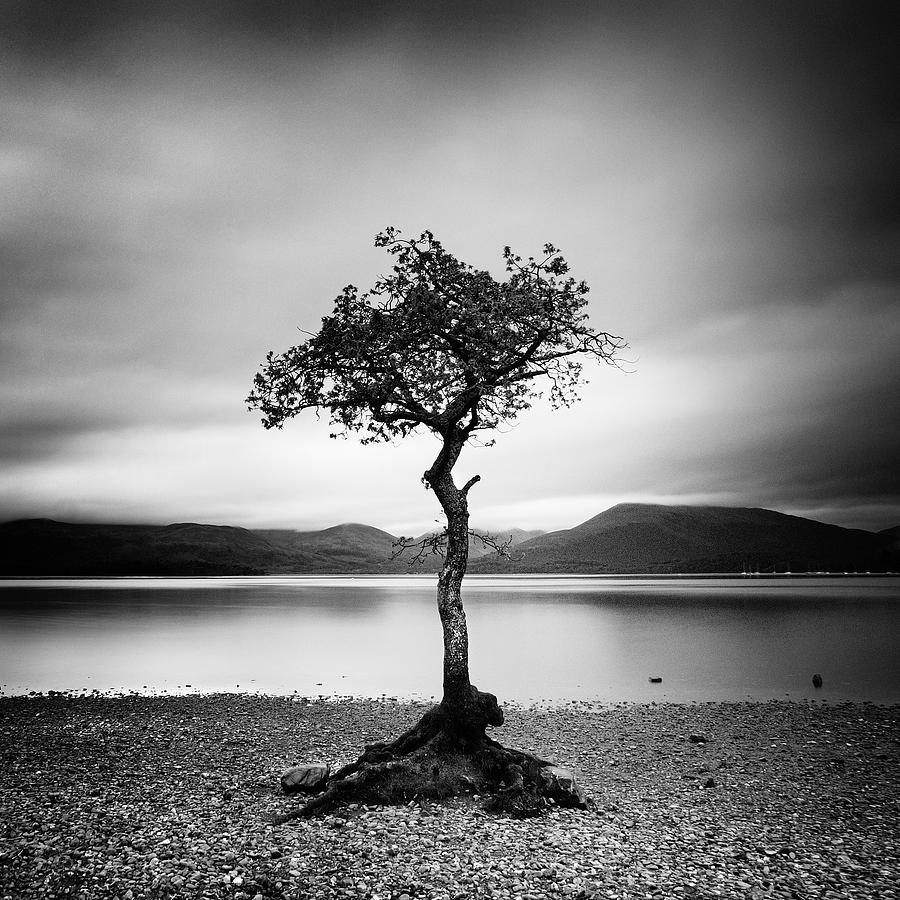 Nature Photograph - Scotland Milarrochy Tree by Nina Papiorek