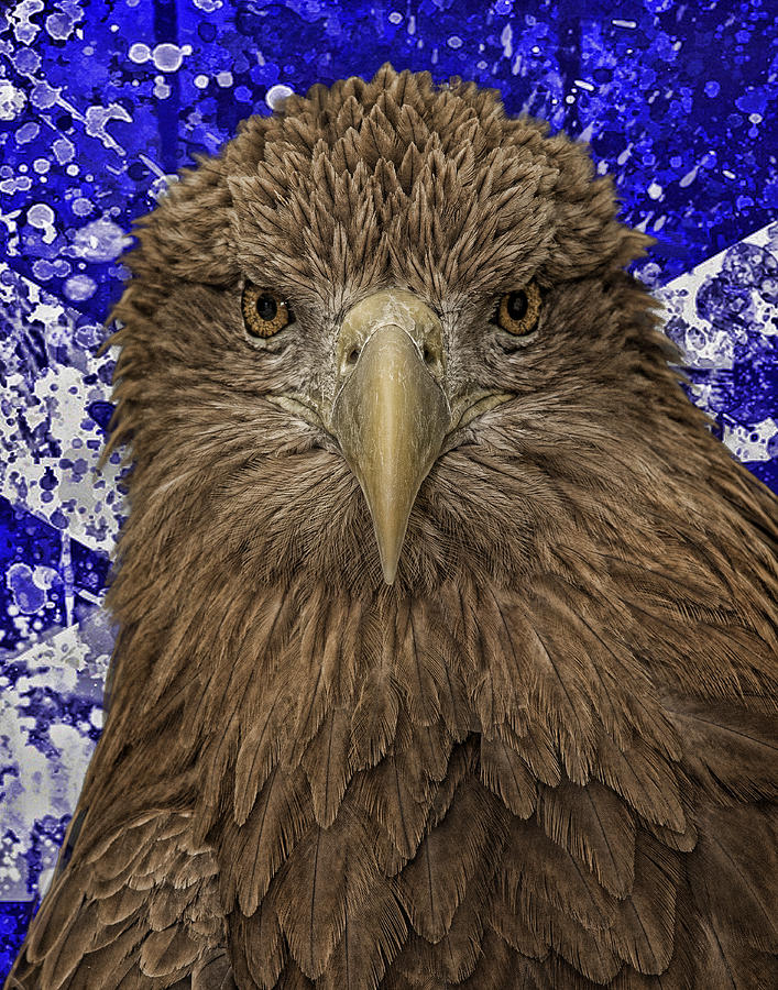 Scottish Eagle Digital Art by Wade Aiken