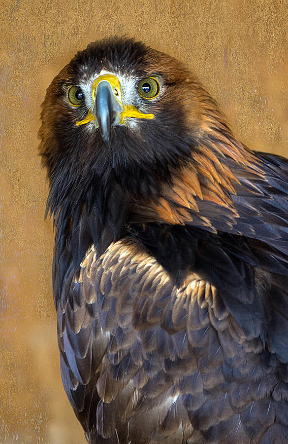 Scottish Golden Eagle