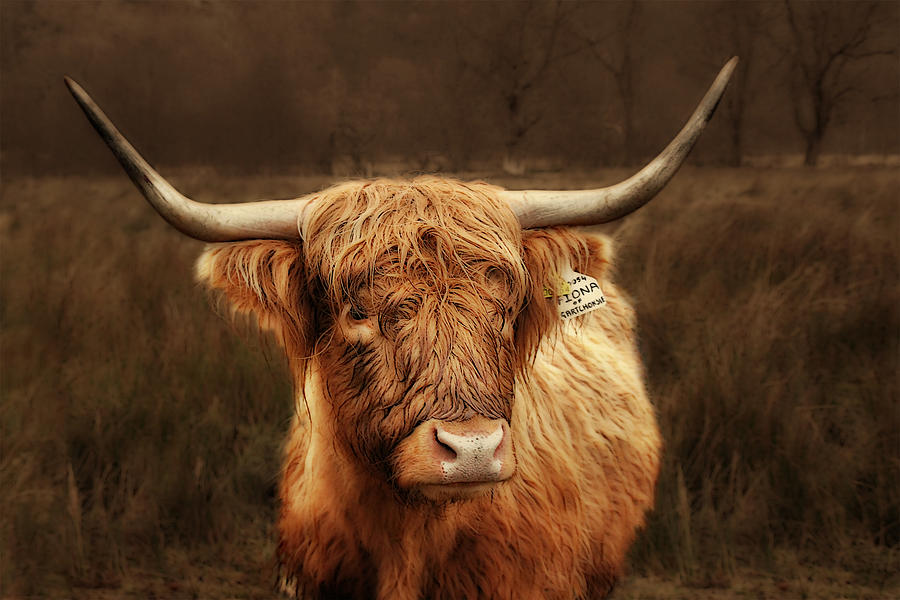 Scottish Moo Coo - Scottish Highland cattle Photograph by Alexandra Till