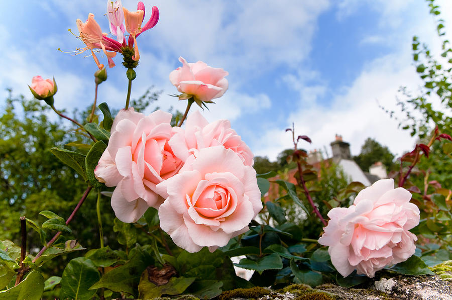 Rose Photograph - Scottish Roses by Jenny Rainbow