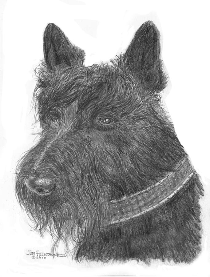 George Bush Drawing - Scottish Terrier by Jim Hubbard