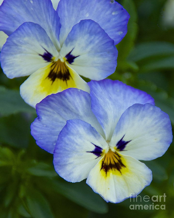 Scowling Pansies Photograph by Sean Griffin