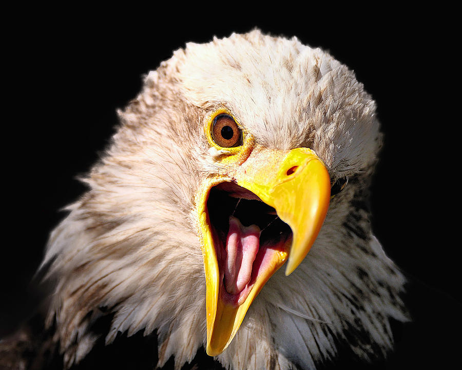 Screaming Eagle II Black Photograph by Bill Dodsworth