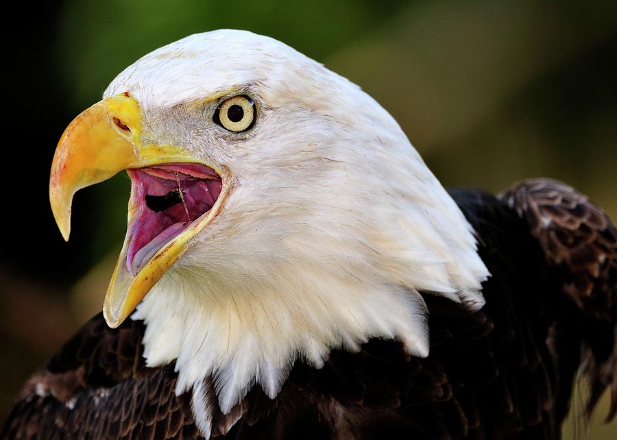 eagle scream sound