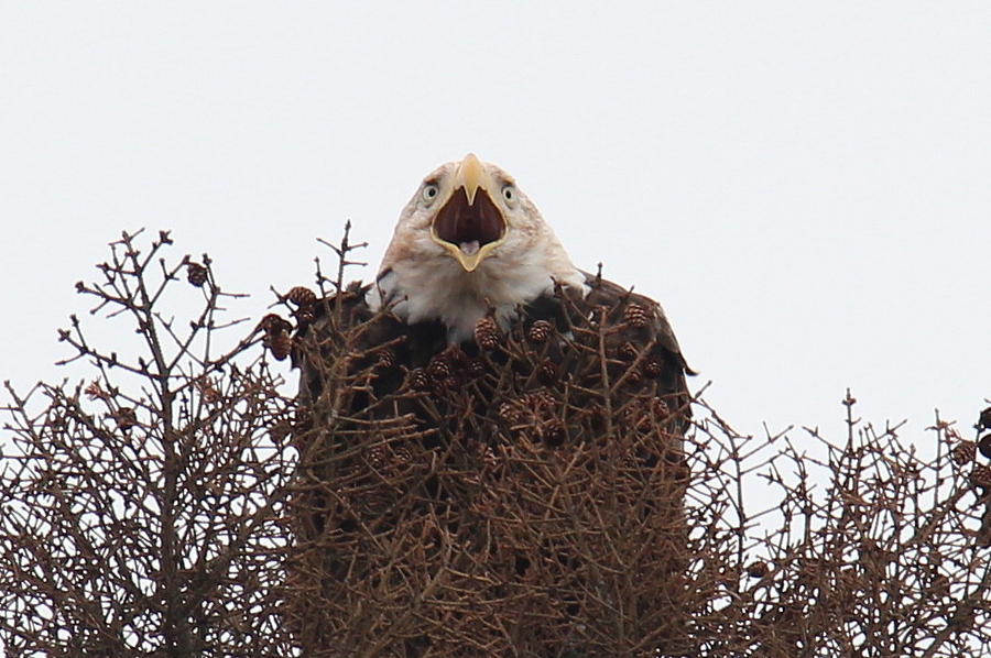 Screaming Eagle Photograph by John G Schickler