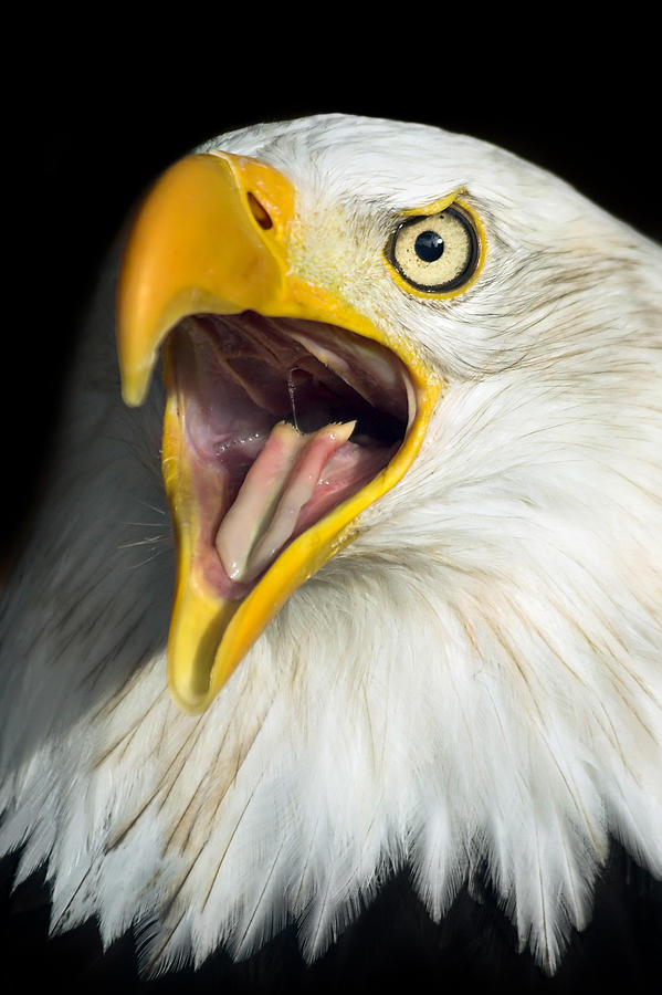Screaming Eagle Portrait Photograph by Artur Bogacki