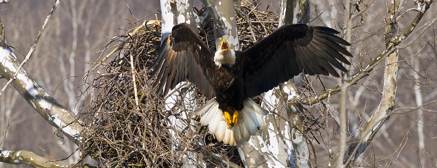 Screaming Eagle  Photograph by Randall Branham