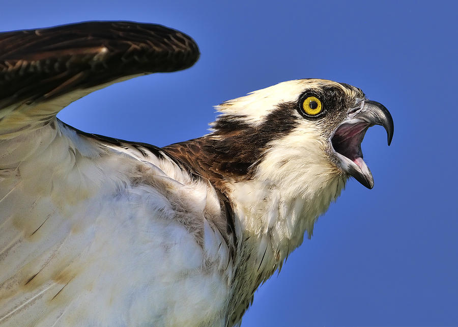 Screaming Osprey Photograph by Bill Dodsworth
