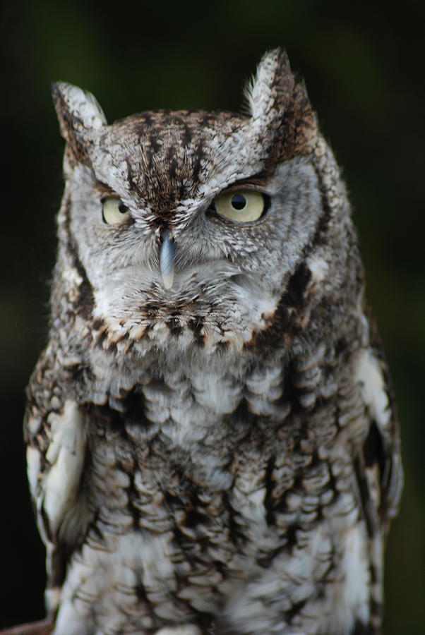 Screech Owl Photograph by Richard Bryce and Family