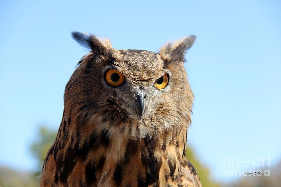 Screech Owl  Photograph by Yumi Johnson