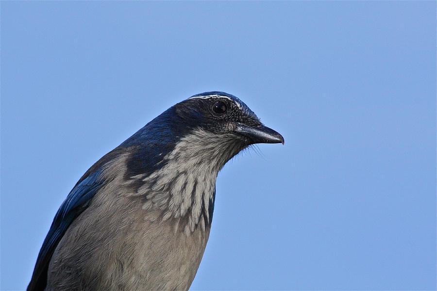 Bird Photograph - Scrub Jay by Diana Hatcher