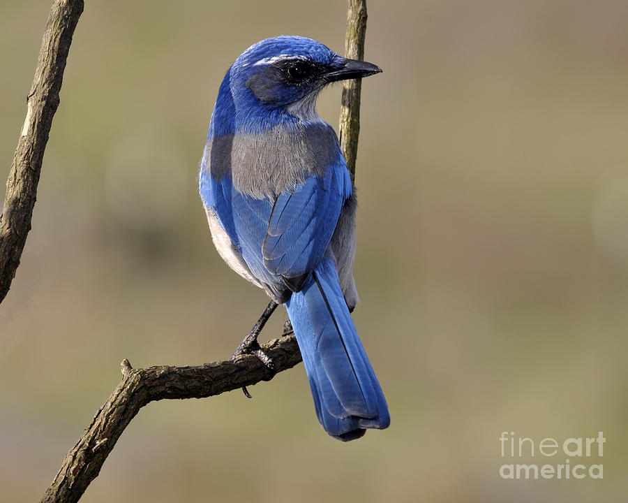 Scrub Jay Photograph by Laura Mountainspring