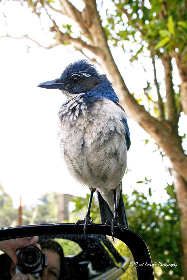 Scrub Jay on Spyder Photograph by PJQandFriends Photography