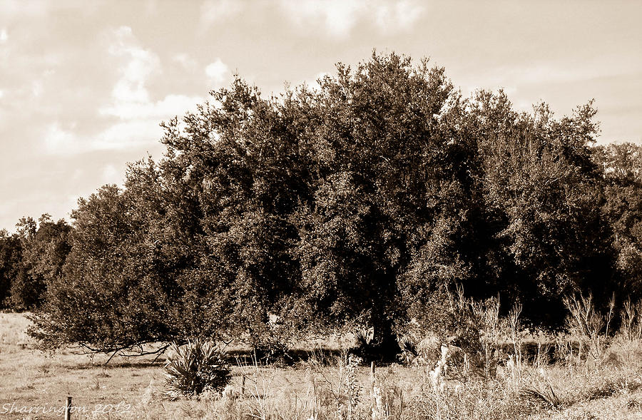 Scrub Oak Photograph by Shannon Harrington - Fine Art America