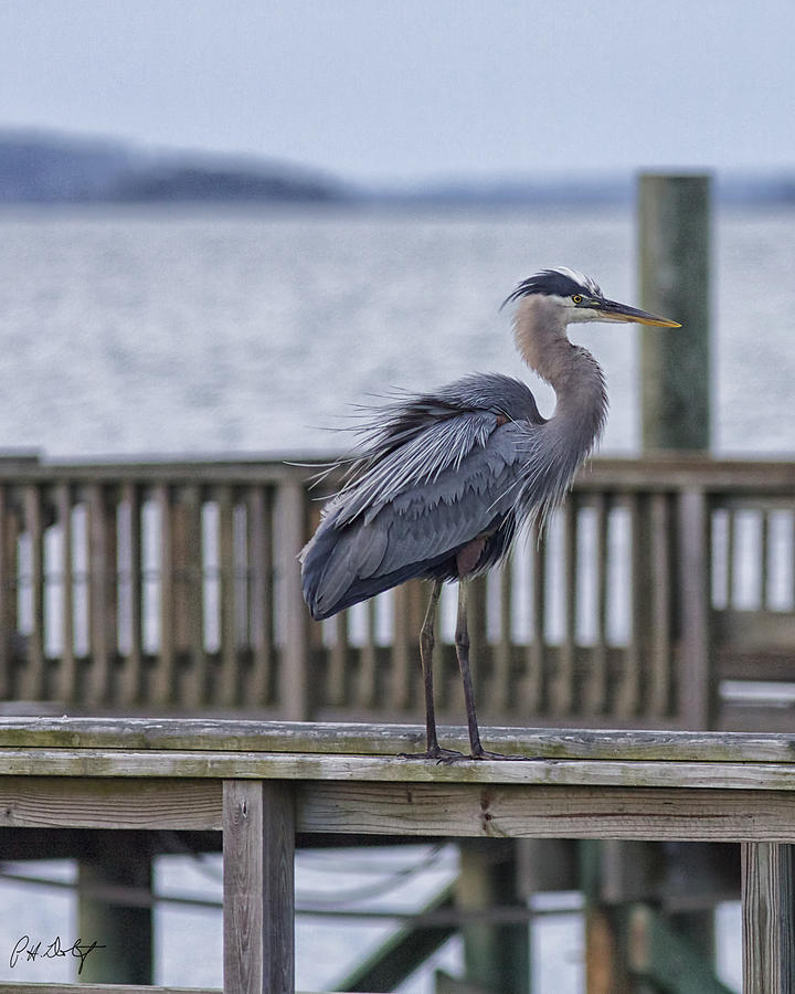 Beaufort County Photograph - Scruffy Heron by Phill Doherty Beaufort County Photograph - Scruffy Heron by Phill Doherty