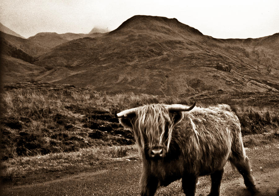 Scruffy Higland Cow Photograph by Douglas Barnett