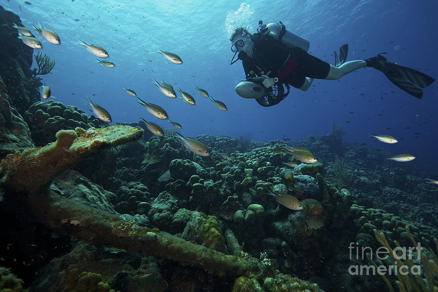 Fish Photograph - Scua Diver Inspects An Old 18th Century by Terry Moore