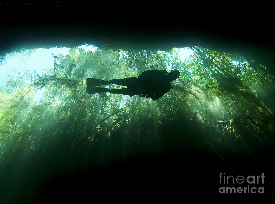 Nature Photograph - Scuba Diver In The Cavern Part by Karen Doody