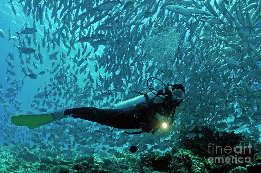 Adventure Photograph - Scuba diver shining a torch by coral reef by Sami Sarkis