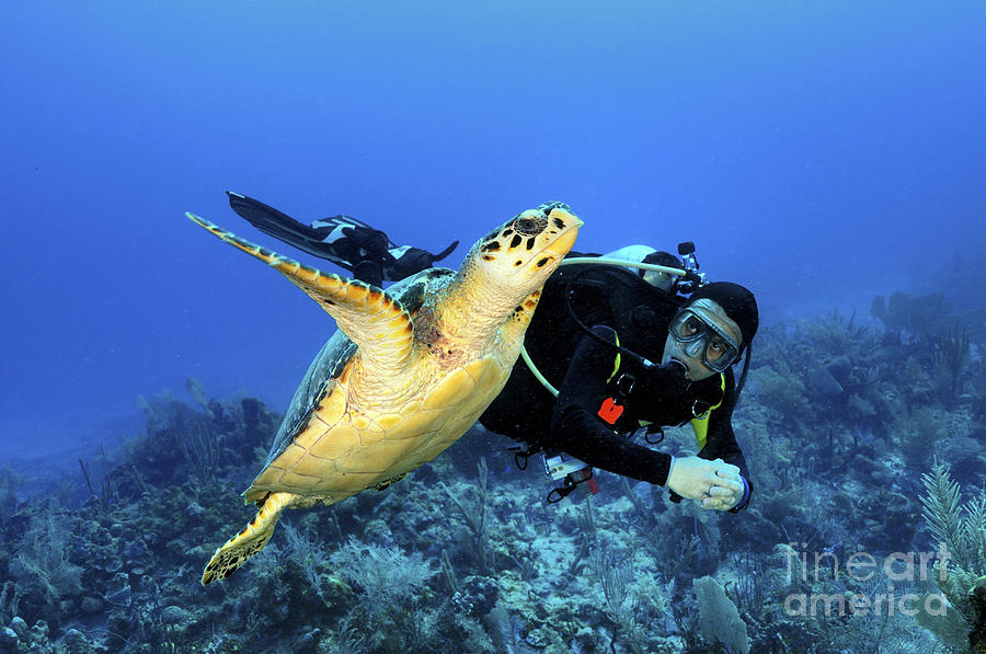 Turtle Photograph - Scuba Diver Swimming With Hawksbill by Karen Doody