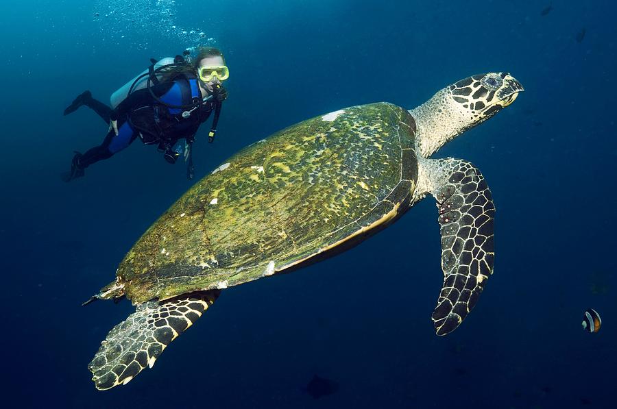Animal Photograph - Scuba Diving With A Hawksbill Turtle by Georgette Douwma