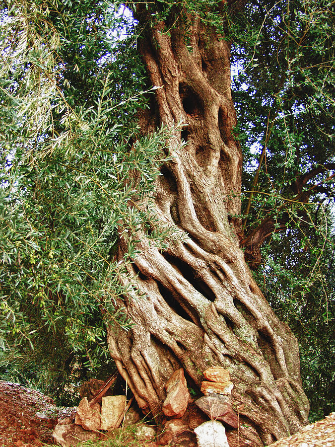 Sculptured Old Olive Tree Photograph by Manolis Tsantakis - Fine Art ...