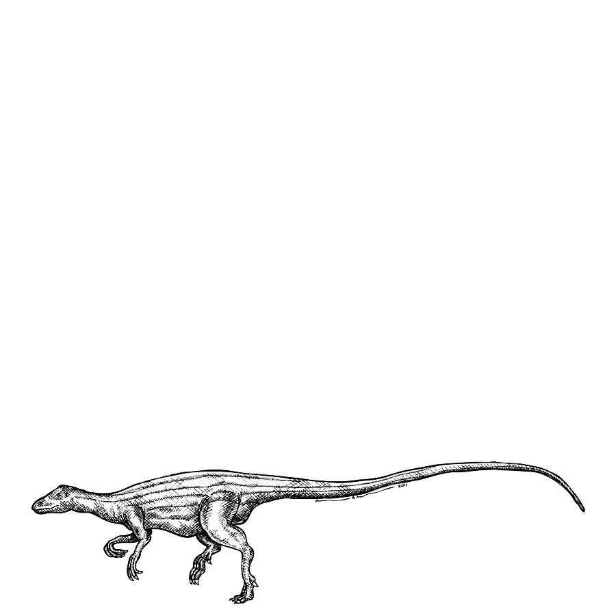 Prehistoric Drawing - Scutellosaurus by Karl Addison