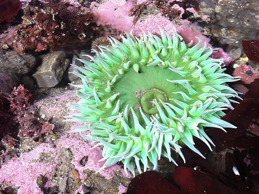 Sea Anemone Photograph by Alison Stein