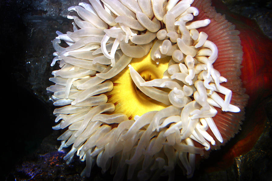 Sea Anemone Photograph by Anthony Jones