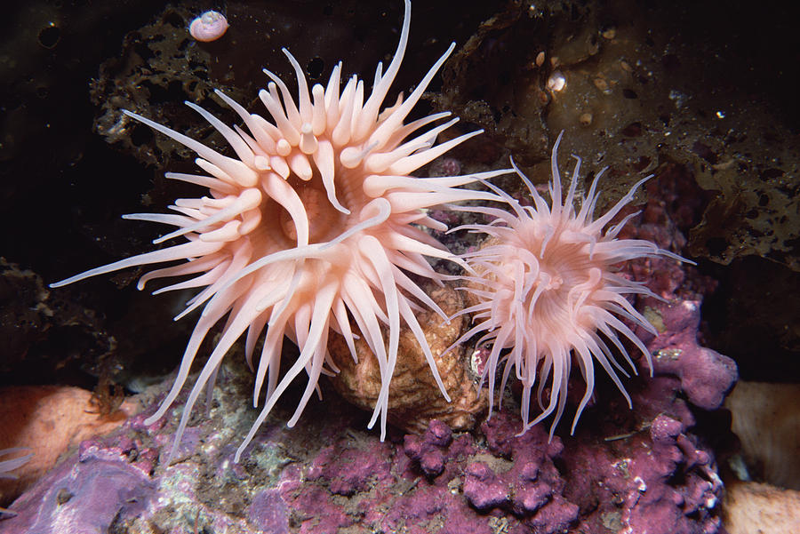 Sea Anemones In  Admiralty Inlet Photograph by Flip Nicklin