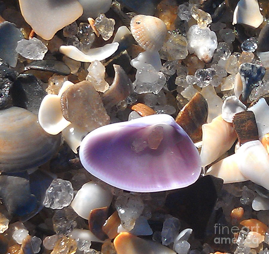 Seashells Photograph - Sea Color by Bev Veals