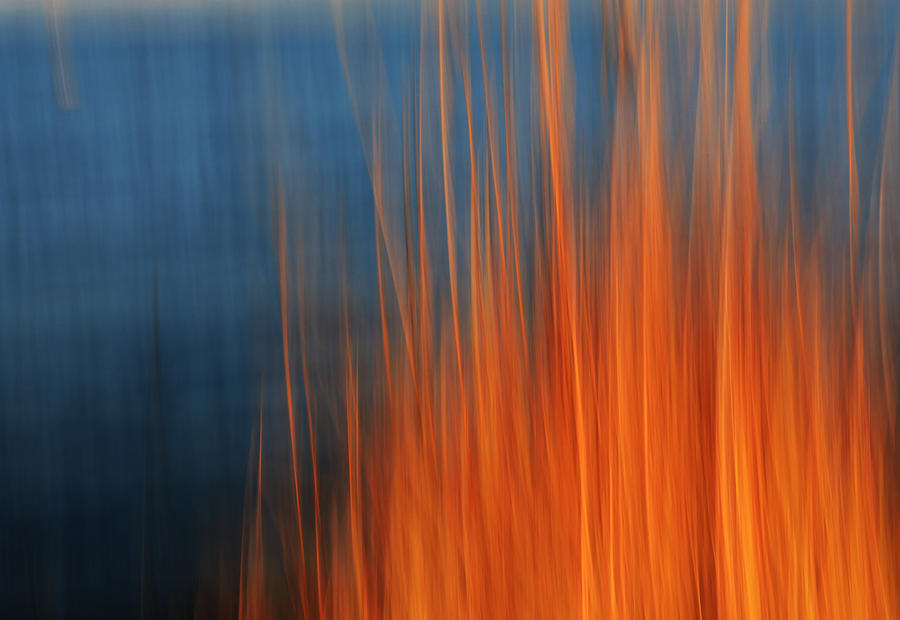 Sea Grass at Sunset Photograph by Michele Cornelius