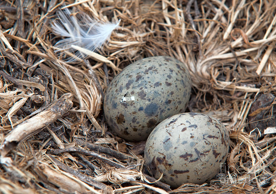 Sea Gull Eggs Ready To Hatch Photograph by Eddie Yerkish
