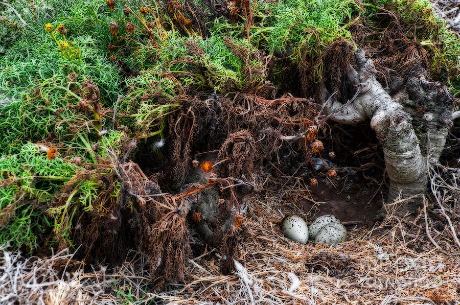 Sea Gull Nest Photograph by Eddie Yerkish