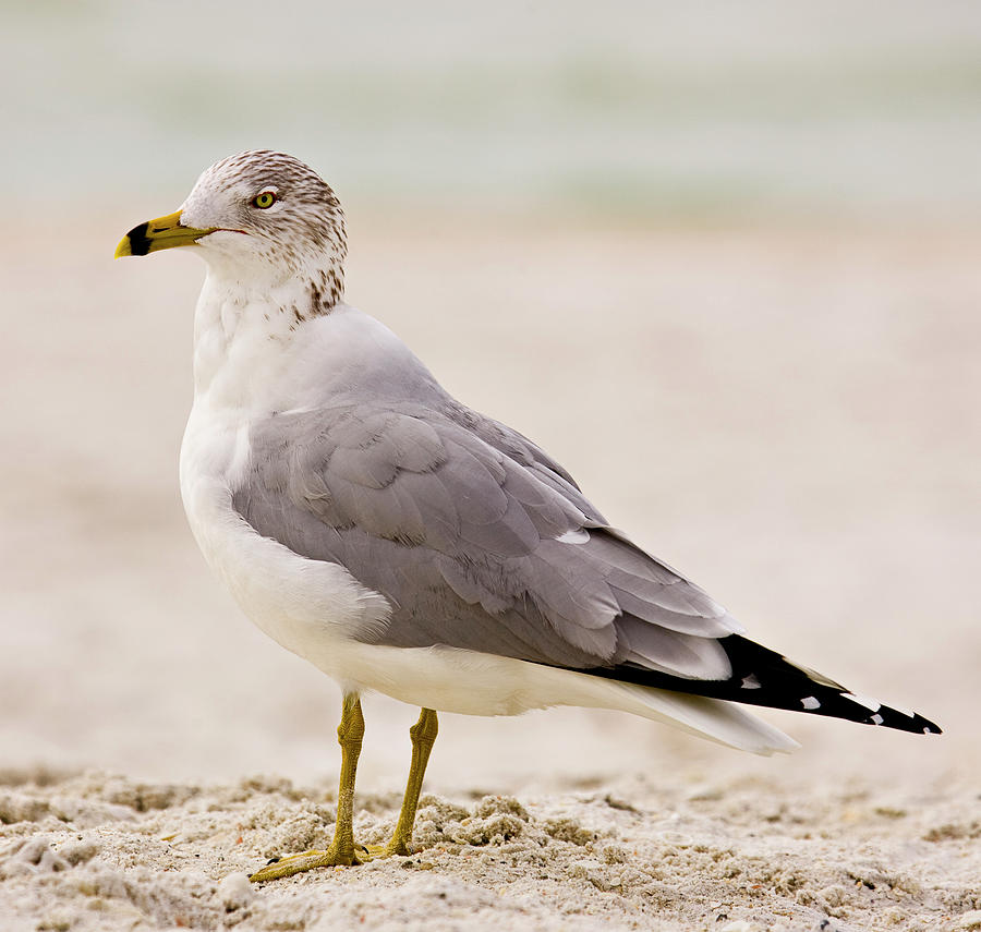 Sea Gull Photograph by Nick  Shirghio