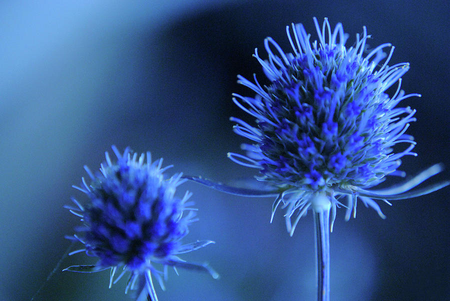 Sea Holly Flower Photograph by Sarah Cowan Photography