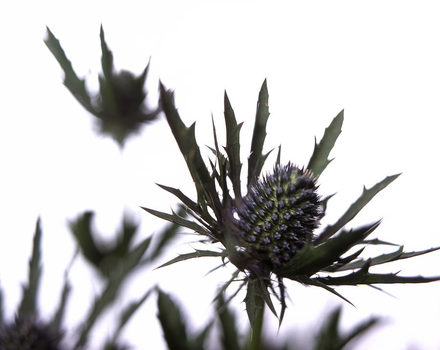 Sea Holly Photograph by Neal Grundy - Fine Art America