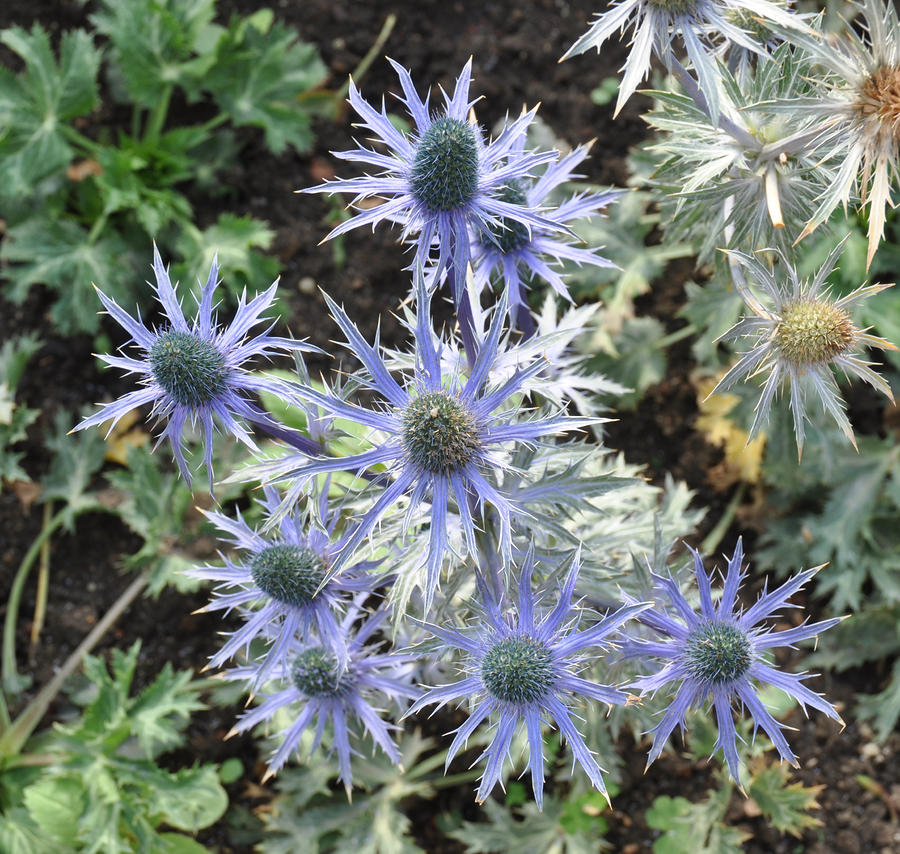 Sea Holly Photograph by Rich Bodane - Fine Art America